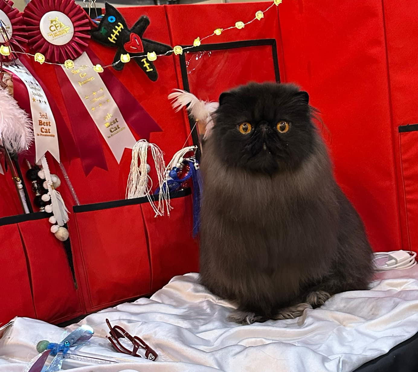 Persian Cats and Rabbits